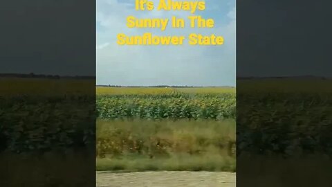 Sunflowers For Days