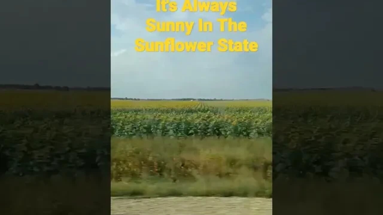 Sunflowers For Days