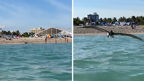 Woman unknowingly films seabird as it attacks her | angry bird