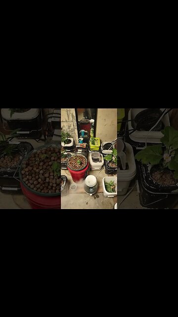 paradise indoors green room popping