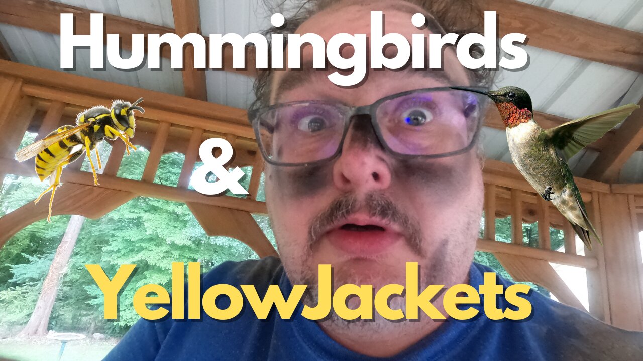 Hummingbirds and YellowJackets!