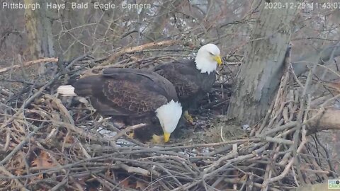 Hays Eagles Dad comes in with leaves 2020 12 29 1140am