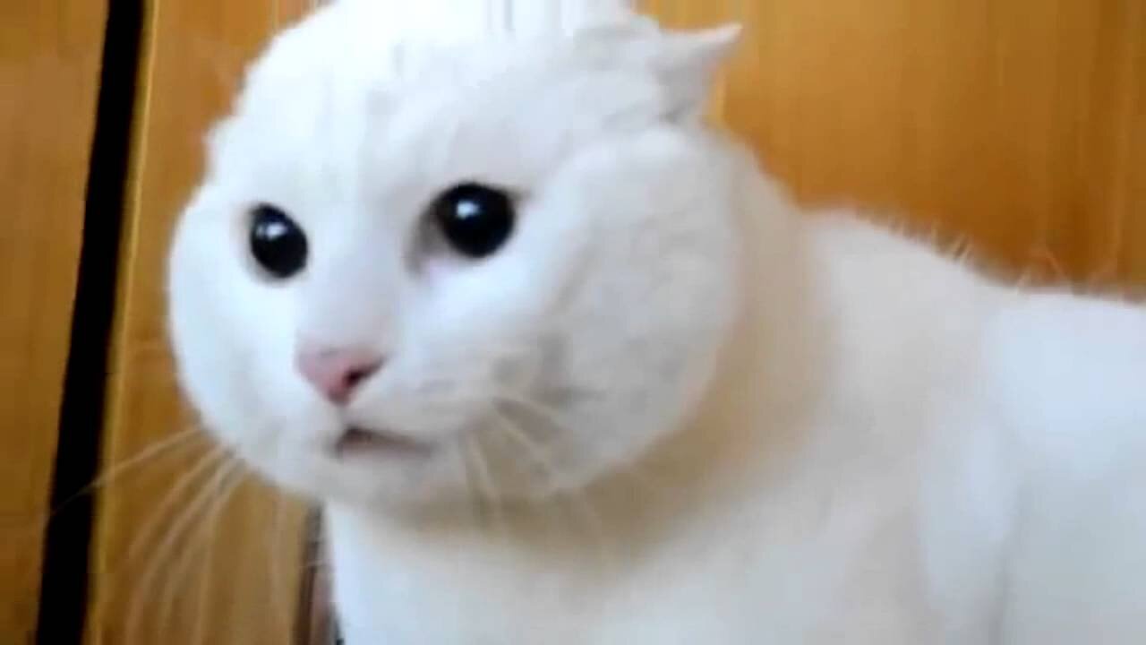 Scared Angry Cats Compilation (Must See)