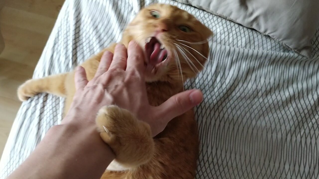 Ginger cat attacks its owner