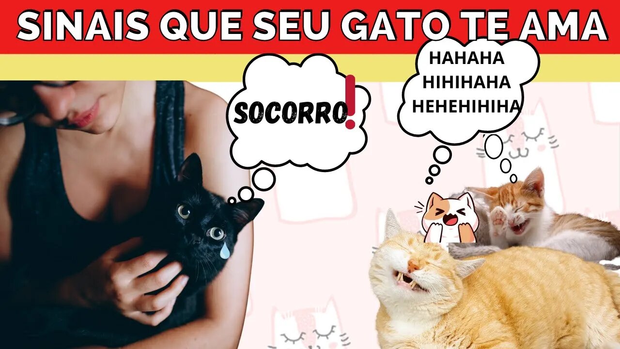 14 sinais inconfundíveis de que seu gato realmente te ama - Links na descrição