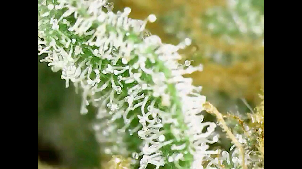 Cannabis Close up