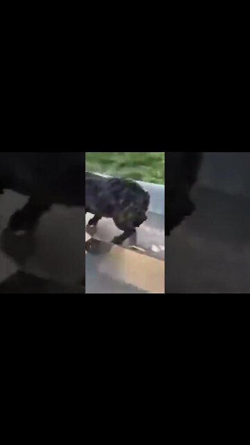 Animais fofos e engraçados #cachorro de #botas #trotando #marchando #cão #gato #engraçado #shorts