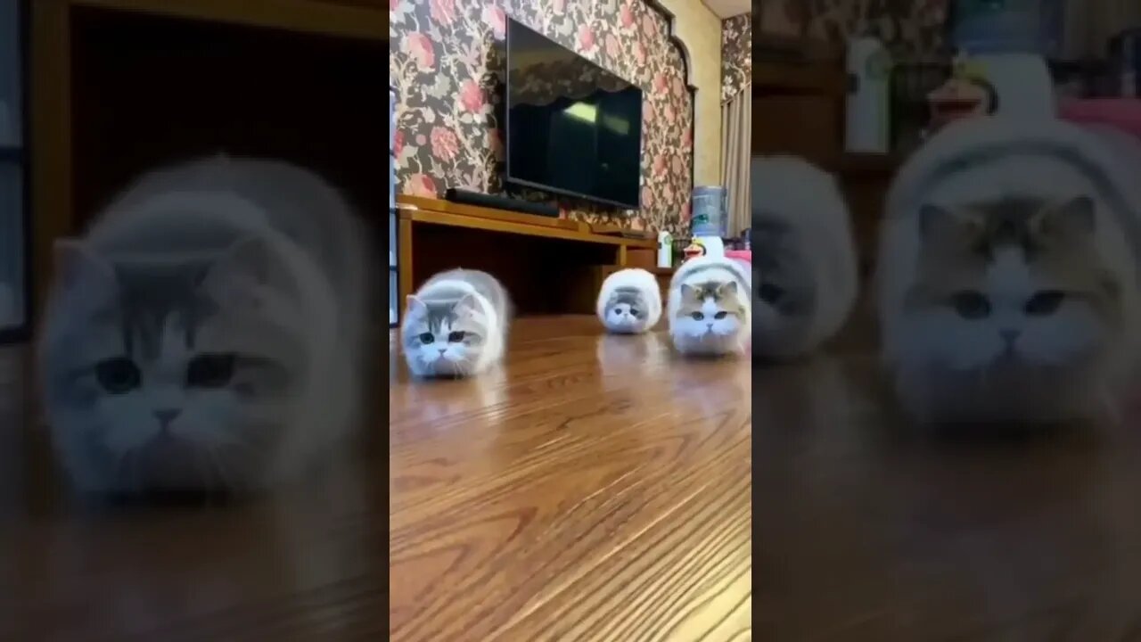 funny cat videos | cute cat videos| cute animals funny cats #shorts #shortsfunny #cutecat #funnycat