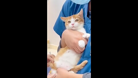 Funny cat 🐱 videos 🔥