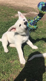 German Shepherd Pups being way too cute