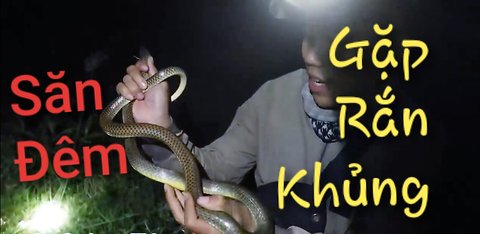 Săn Đêm Bắt Rắn Ở Đồng Hoang Và Cái Kết - Night Hunt Catching Snakes In Wild Dong