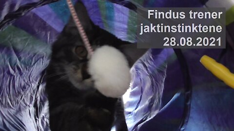 Findus leker