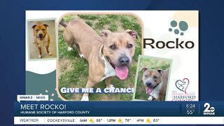 Rocko the dog is up for adoption at the Humane Society of Harford County