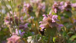 Bumblebee collecting nectar on a pink flower in a meadow. Selective focus shot with shallow depth of