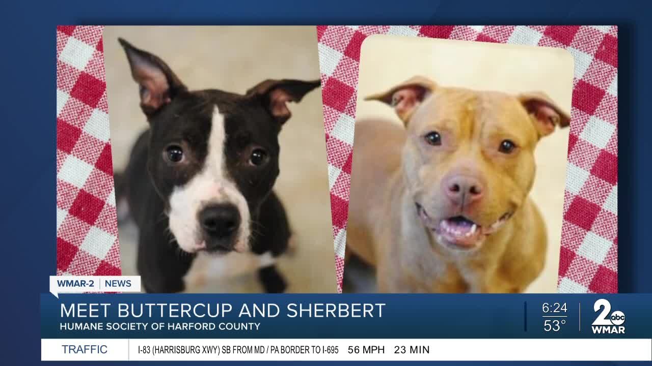 Buttercup and Sherbert the dogs are up for adoption at the Humane Society of Harford County