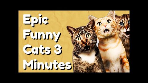 Epic Funny Cats 3 Minutes