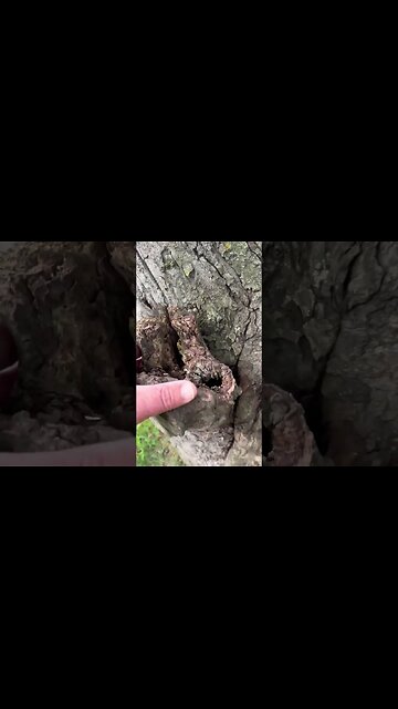 Old Tree #bubba #tree #deadwood#advise