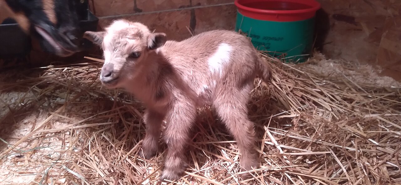 Star's Kidding-Birth to POLLED MOONSPOTTED Twins/ Nigerian Dwarf Goat