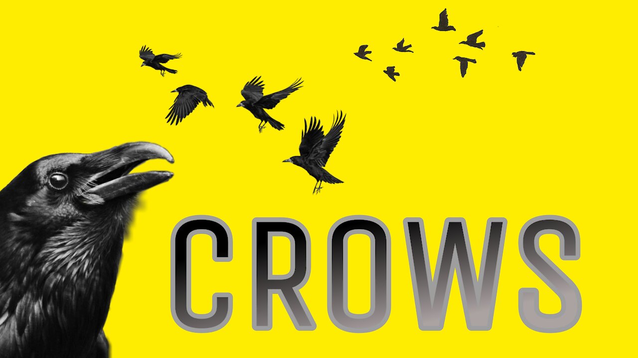 crows