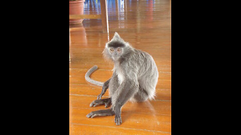 Silver Monkeys at Pretty Lake, Douseman, Wisconsin