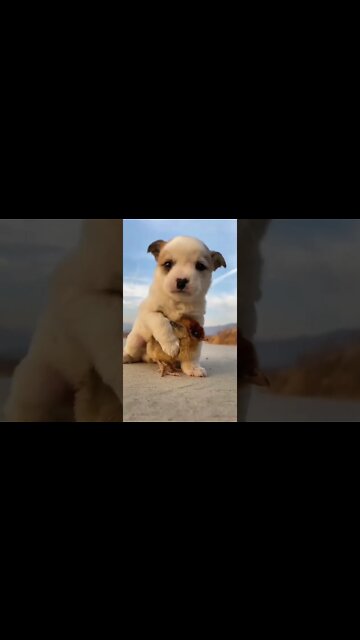 Cute.! #shorts #subscribe #whatsappstatus #funny #love