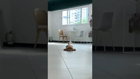 The tail.. 😅 #shorts #tiktok #doglover