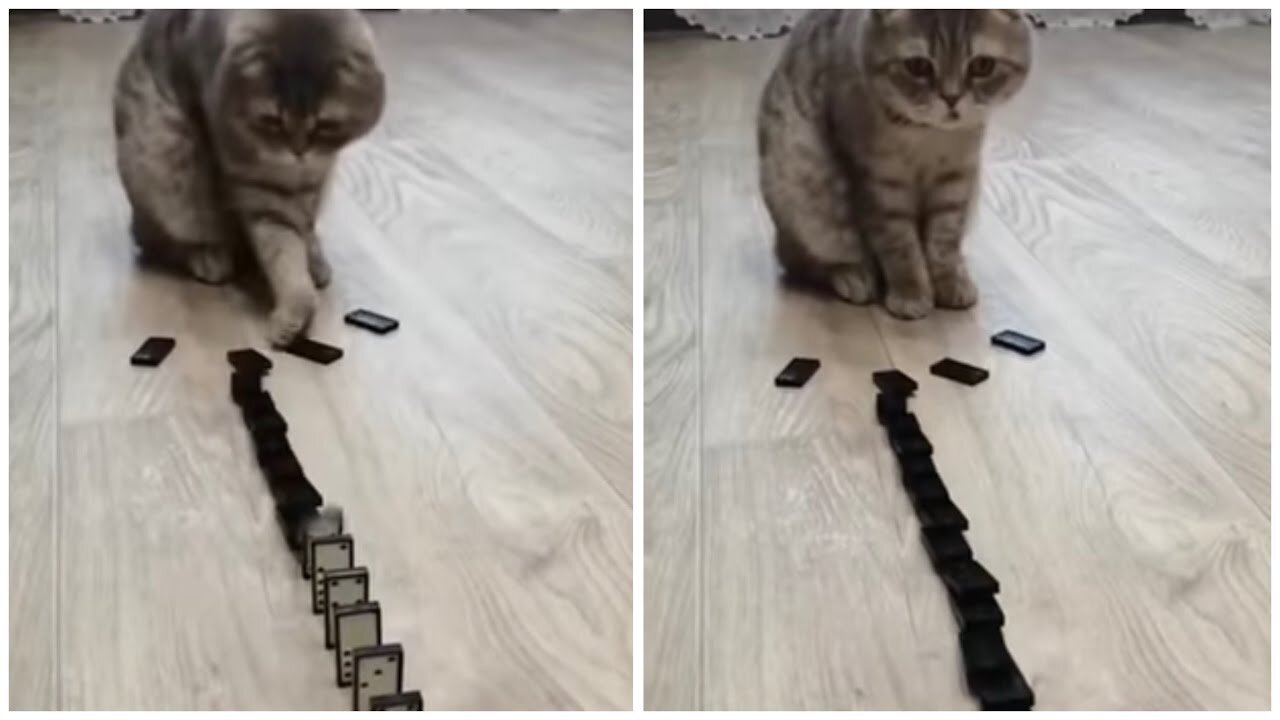 OMG Cute Cat Domino Reaction