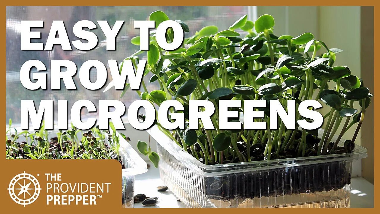 Indoor Garden: Growing Microgreens in Self-Watering Trays