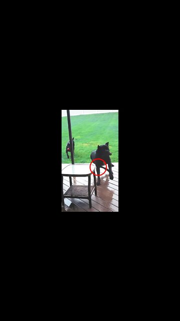 Giant Cane Corso Crash #shorts #funnydogs #viral