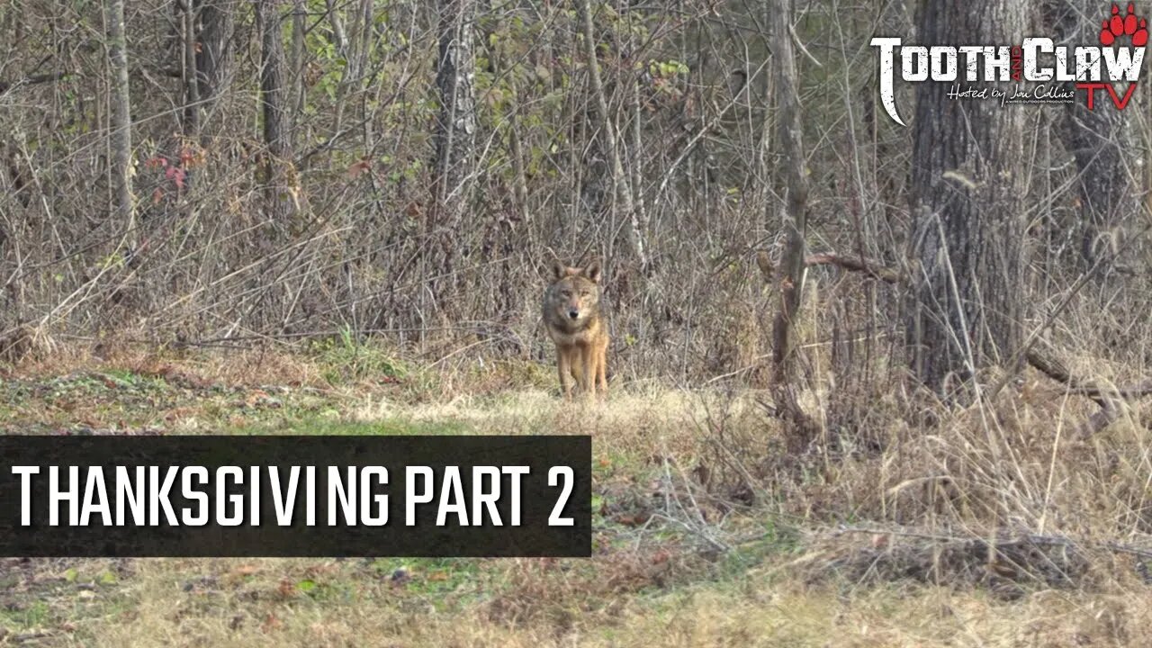 Thanksgiving Part 2 - Coyote Hunting
