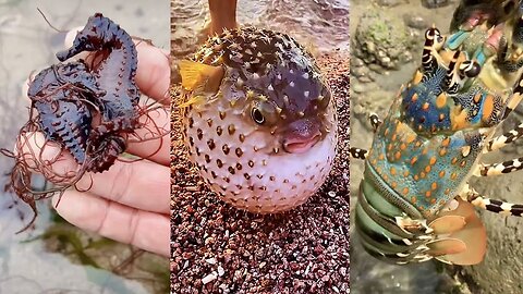 ASMR Hunting Sea Animals Around the Beach