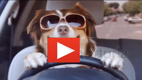 Car driven dog