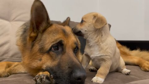 German Shepherd Confused by new Puppy