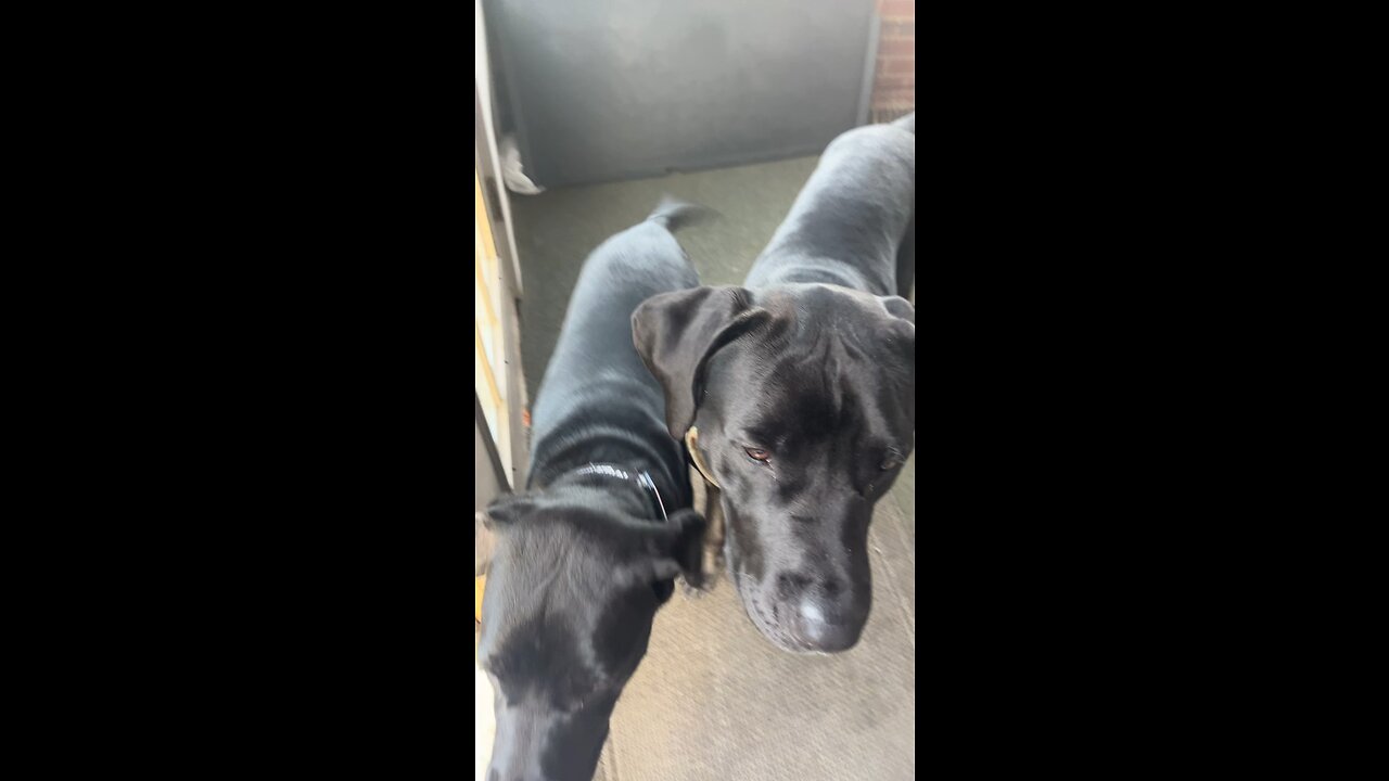😂🤣😂 ultimate prank on your dog