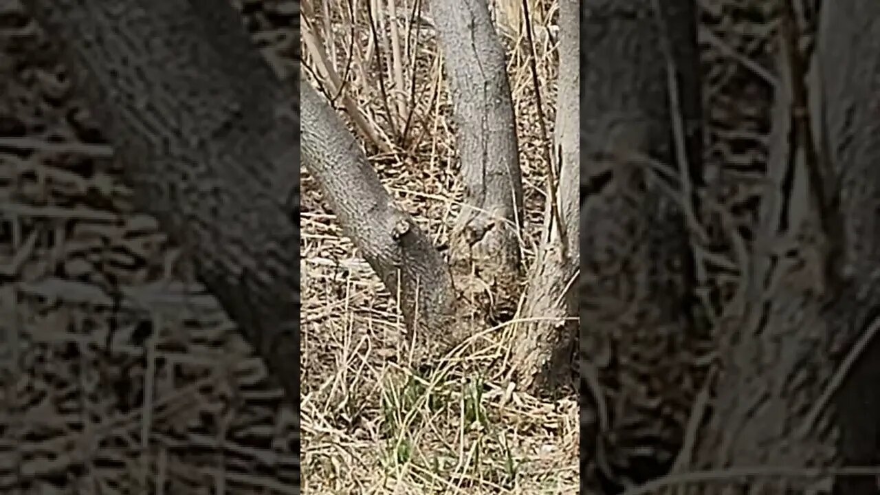 Beautiful Little Woodpecker