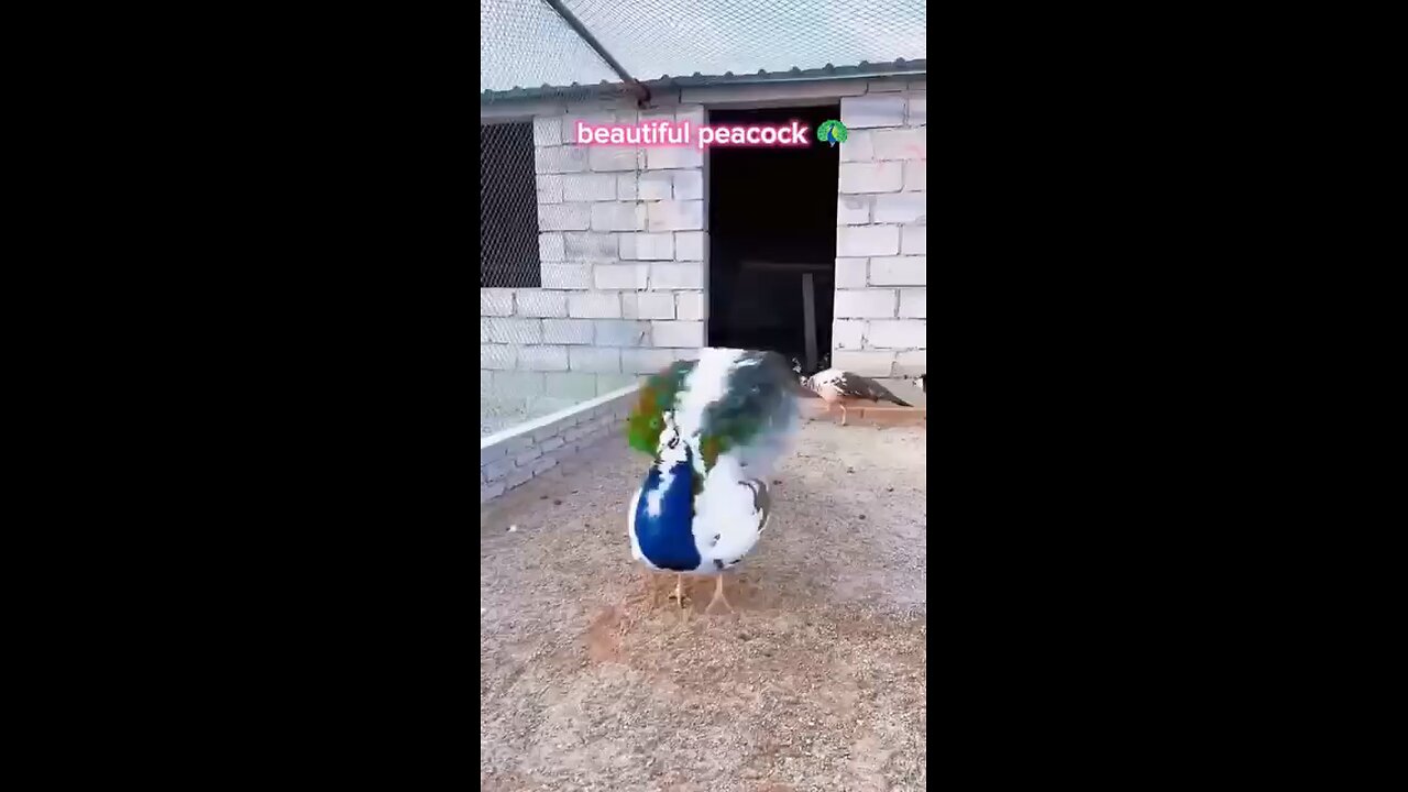 beautiful peacock dance