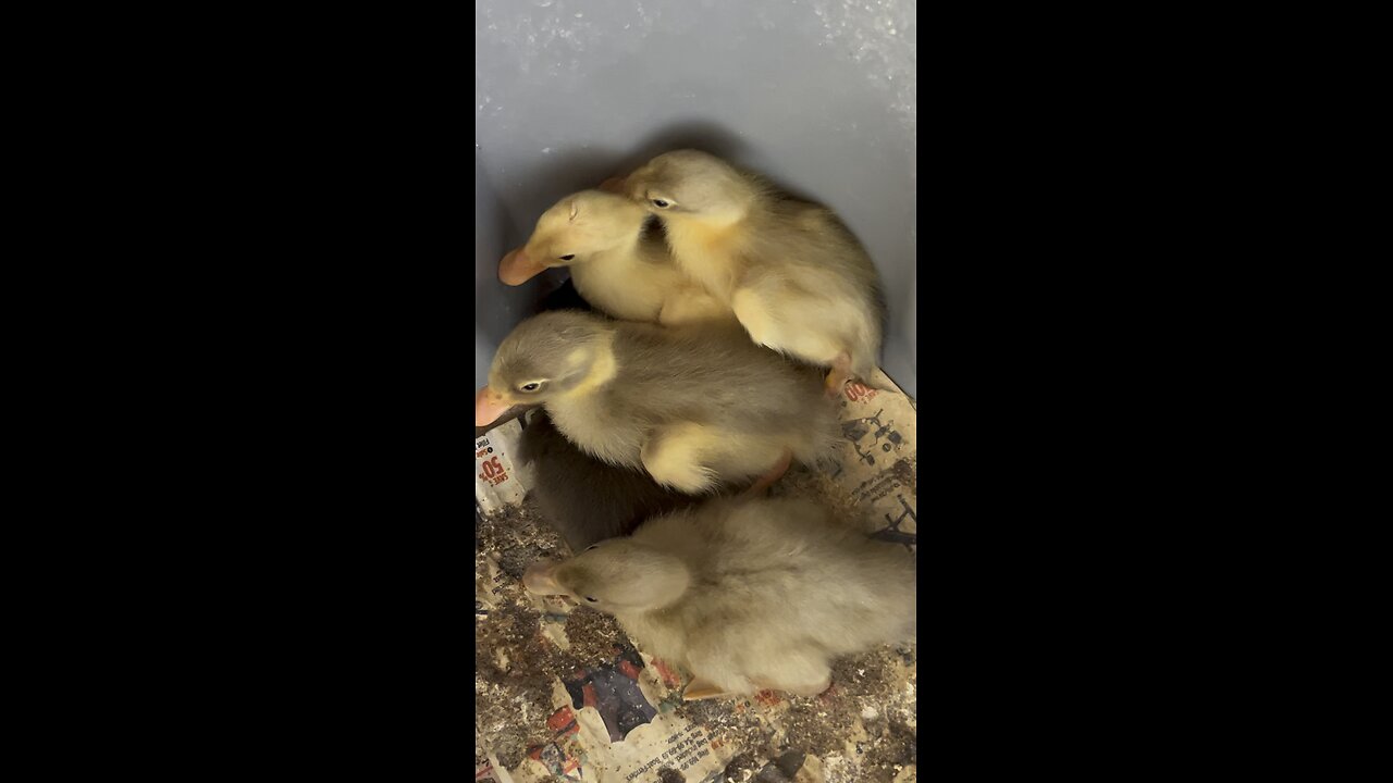 Incubator ducklings again