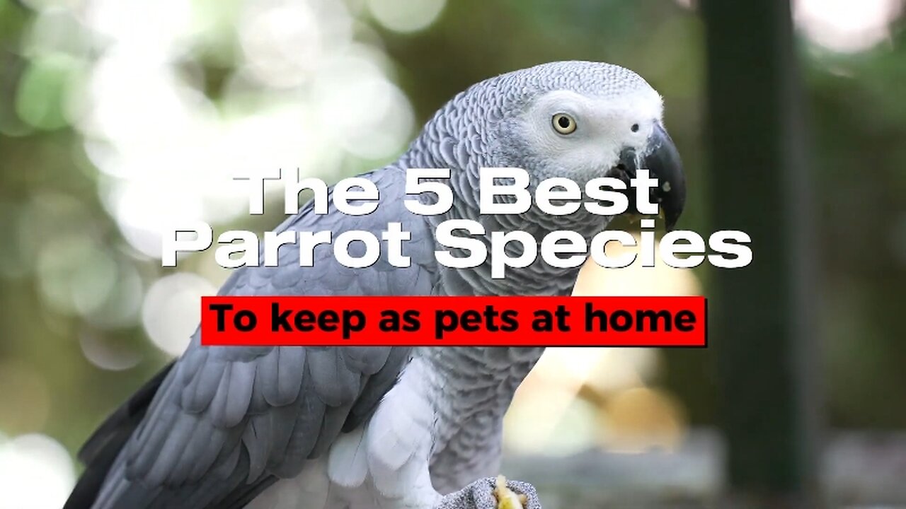 The 5 Best Parrot Species to Keep as Pets at Home