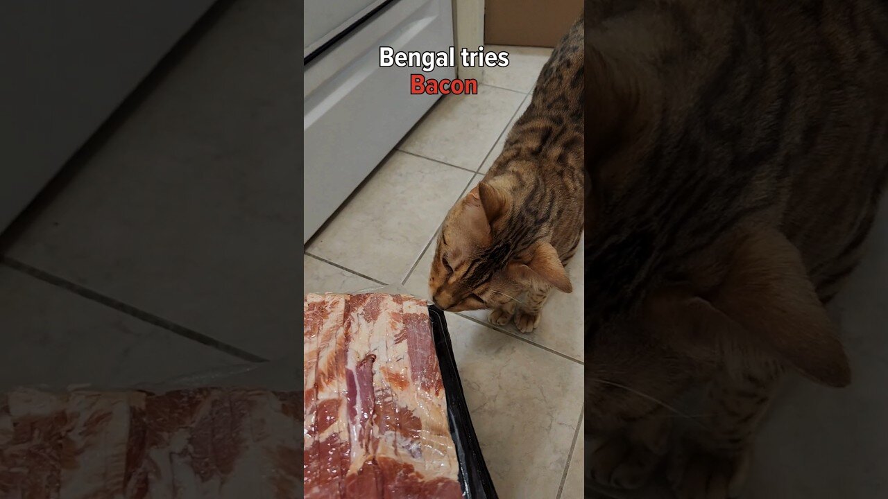 Felix the Bengal Cat Tries PORK BACK RIBS.