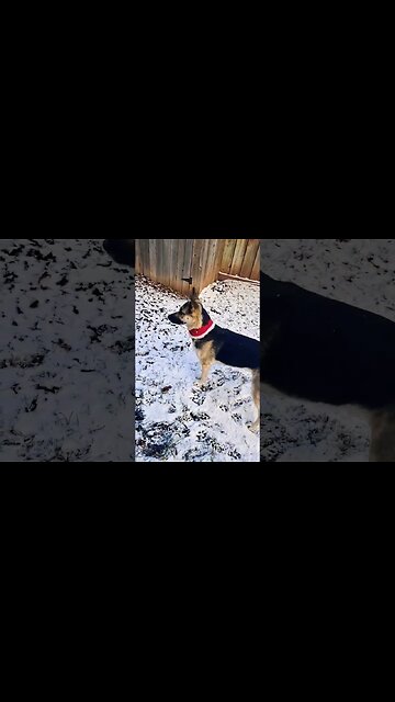 Maple Frolics in The 1st Snow