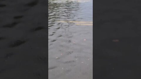 flooded street