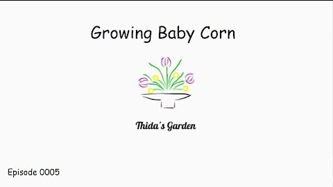 Growing Baby Corn in my backyard.