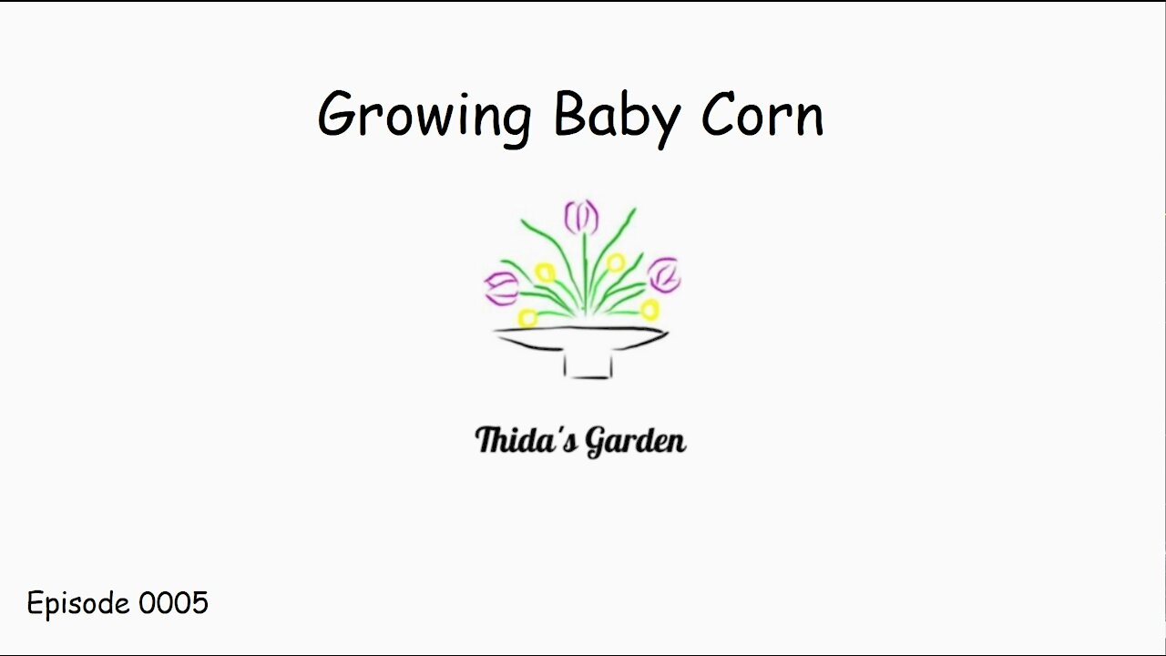 Growing Baby Corn in my backyard.