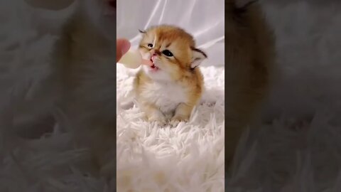 funny cat videos | cute cat videos| cute animals funny cats #shorts #shortsfunny #cutecat #funnycat