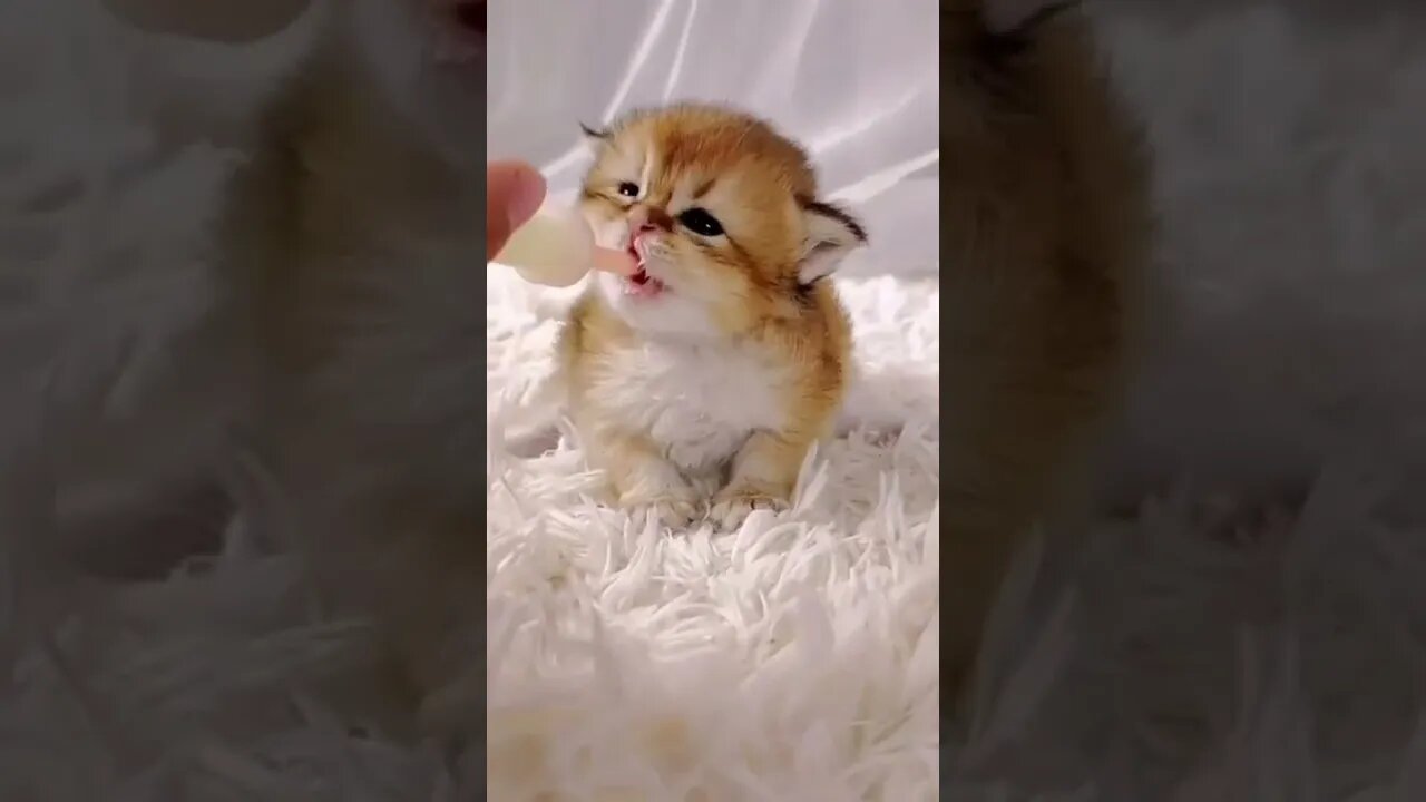 funny cat videos | cute cat videos| cute animals funny cats #shorts #shortsfunny #cutecat #funnycat