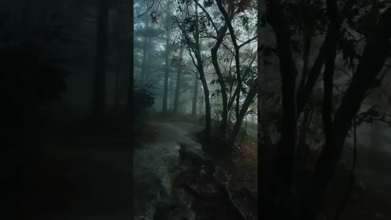 nature#lazyday#forest#shorts