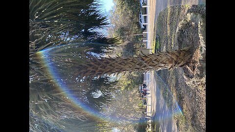 Rainbow springs | Florida