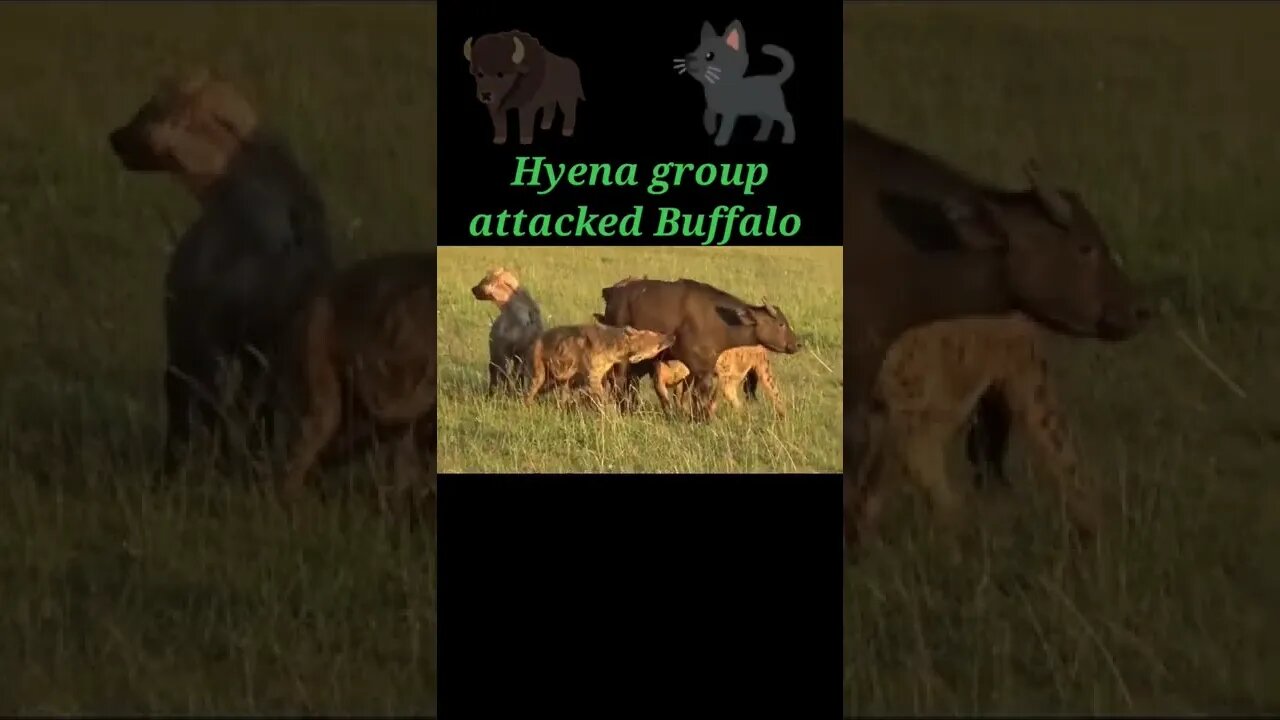 Hyena group attacked Buffalo 2022🐃#shorts #youtubeshorts