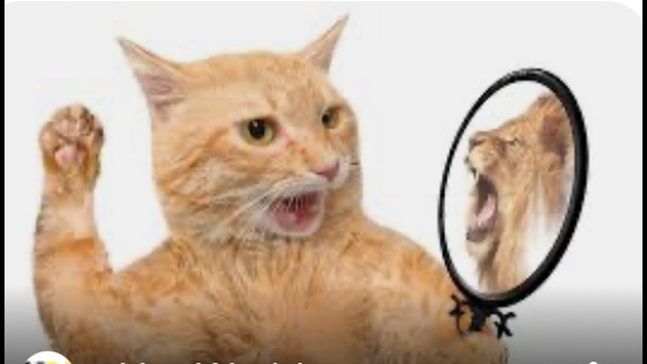 Cat funny video