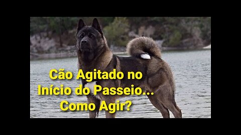 Cão Agitado no Início do Passeio... O Que Fazer?